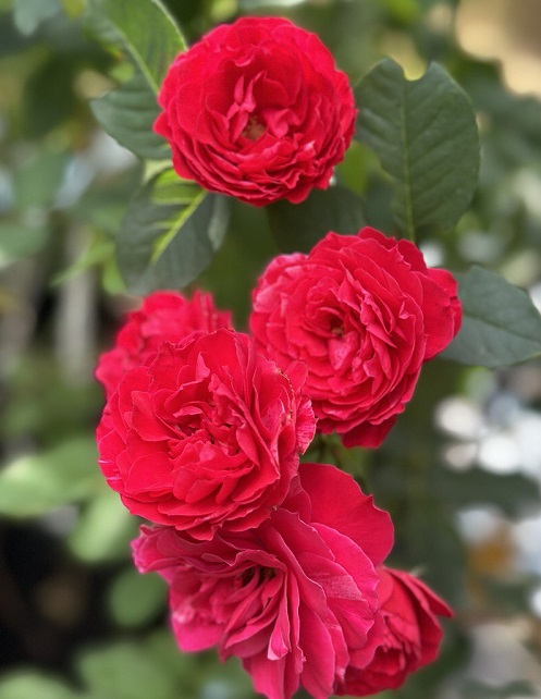 Константина